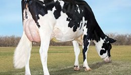 Convincing lead from new number one in young sire rankings